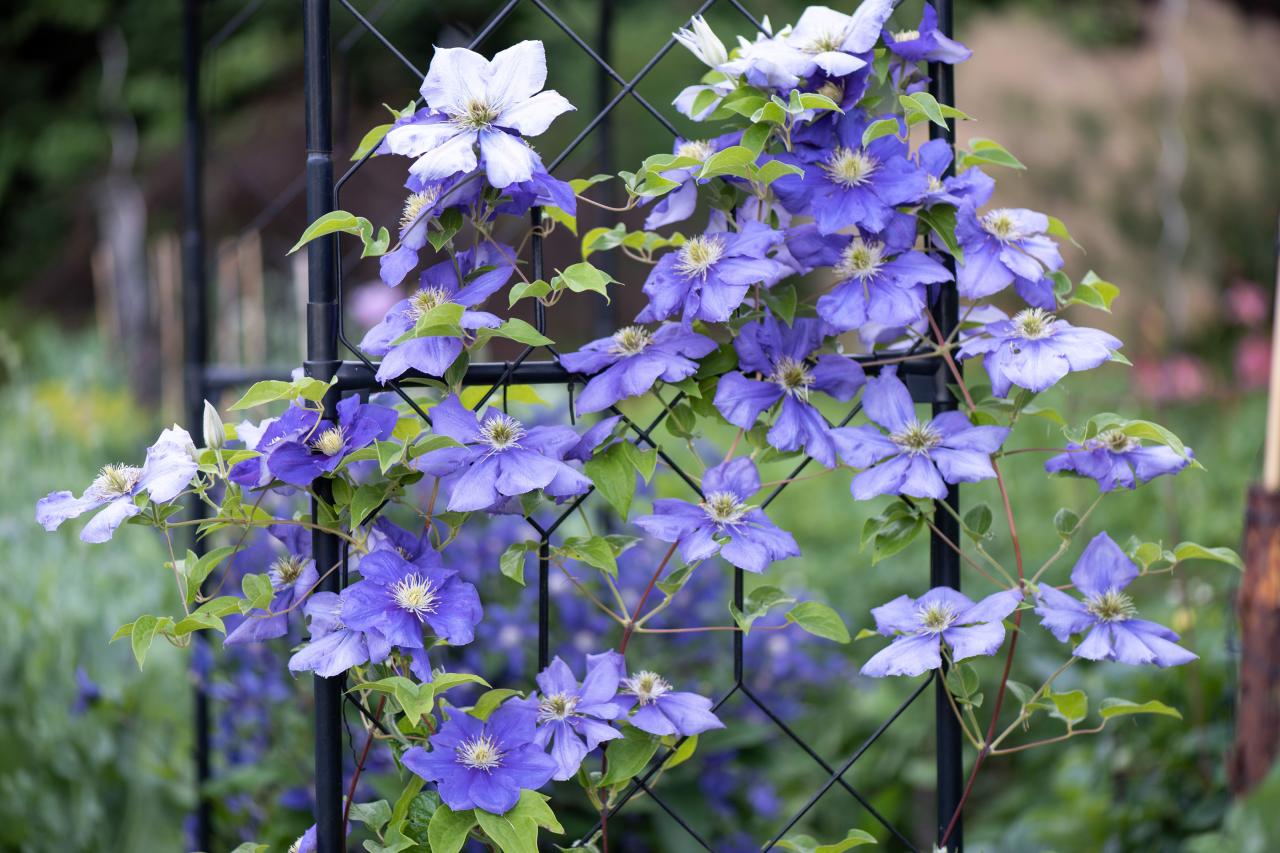 Discover the Secrets to Successful Clematis Propagation