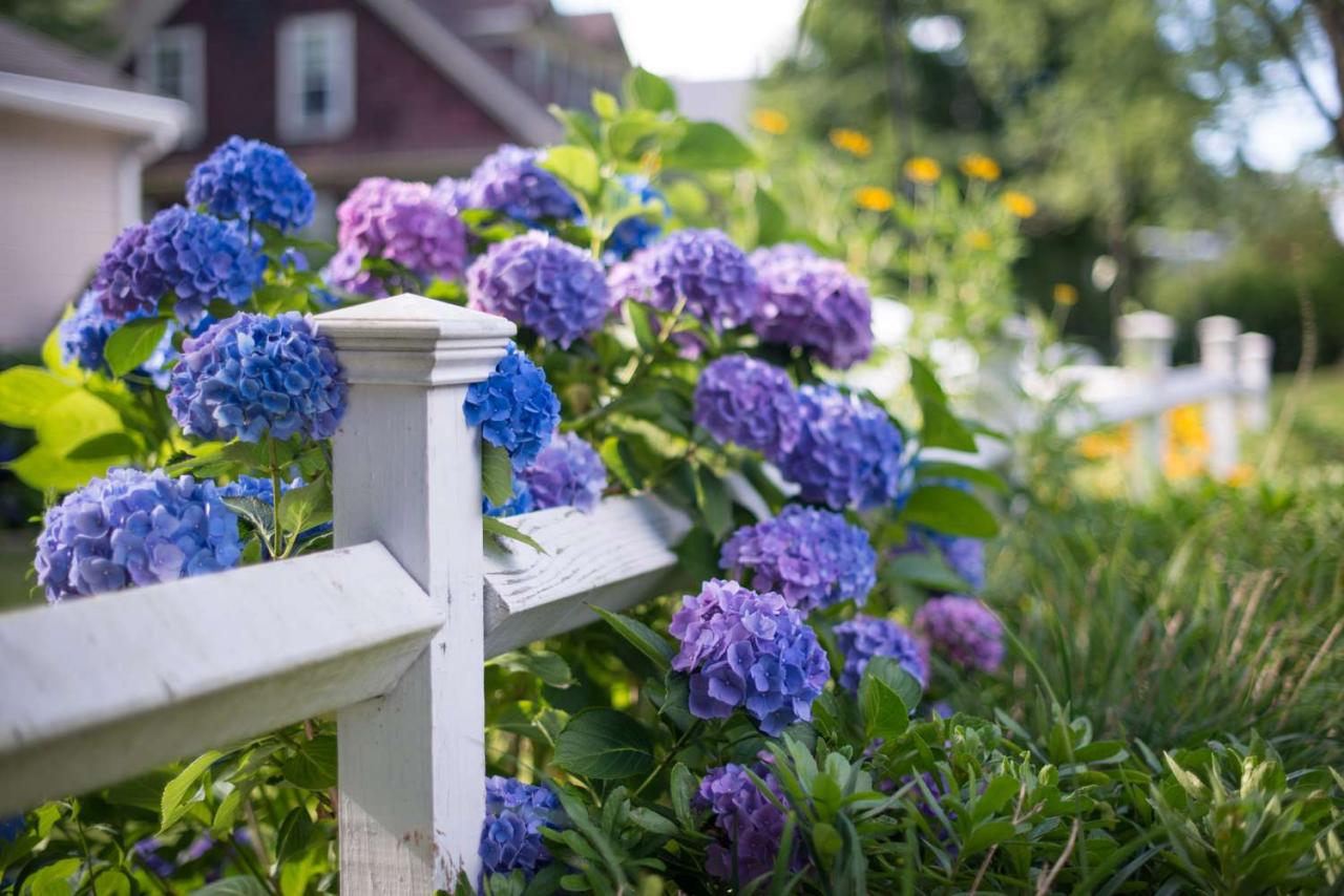 Hydrangea Companion Plants for All Soil Types