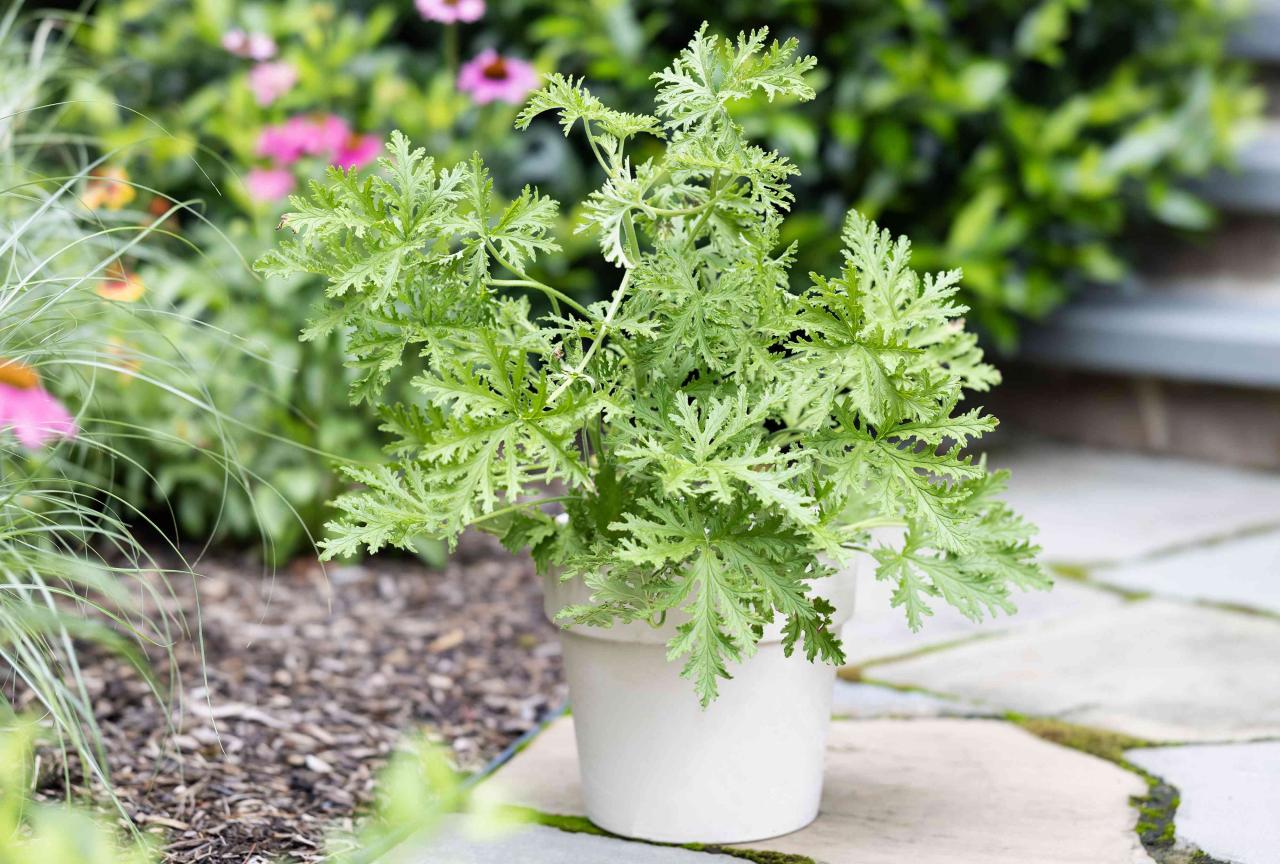 Citronella Plant: A Fragrant Garden Guide