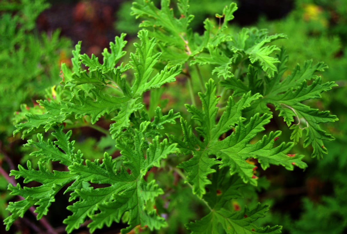 Citronella Plant: How to Achieve a Thriving and Fragrant Garden with This Herb