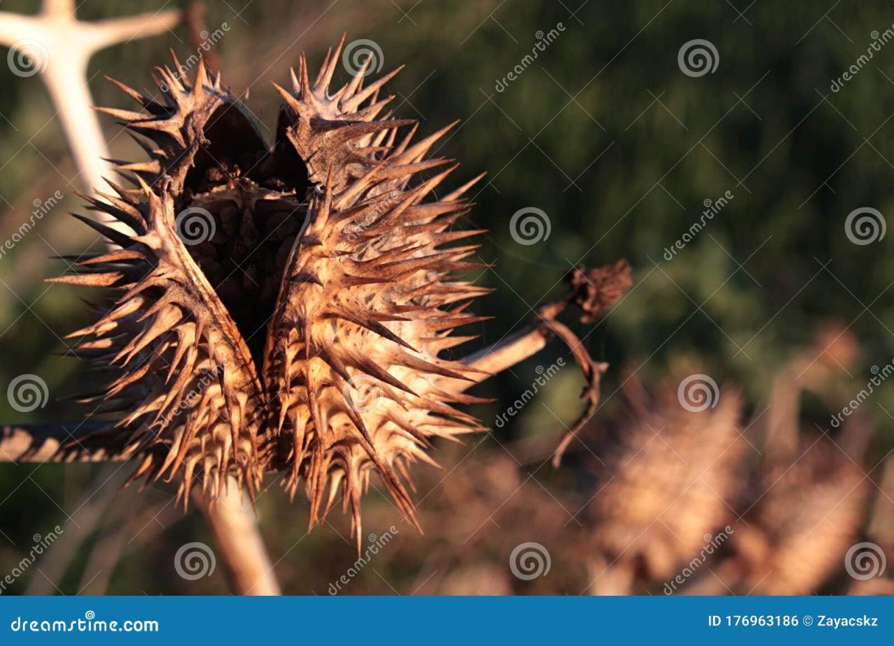 How Spiky Seeds Can Help Save Endangered Plant Species