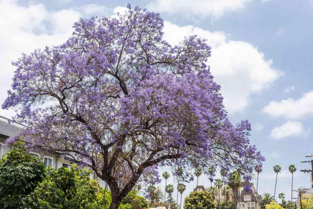 The Ultimate Guide to Jacaranda Tree Care: How to Cultivate and Maintain This Beautiful Tree