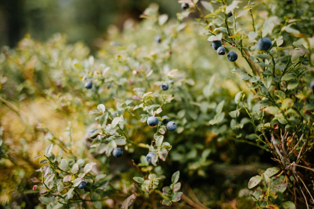 Propagate Blueberry Bushes at Home: Expert Techniques for Success