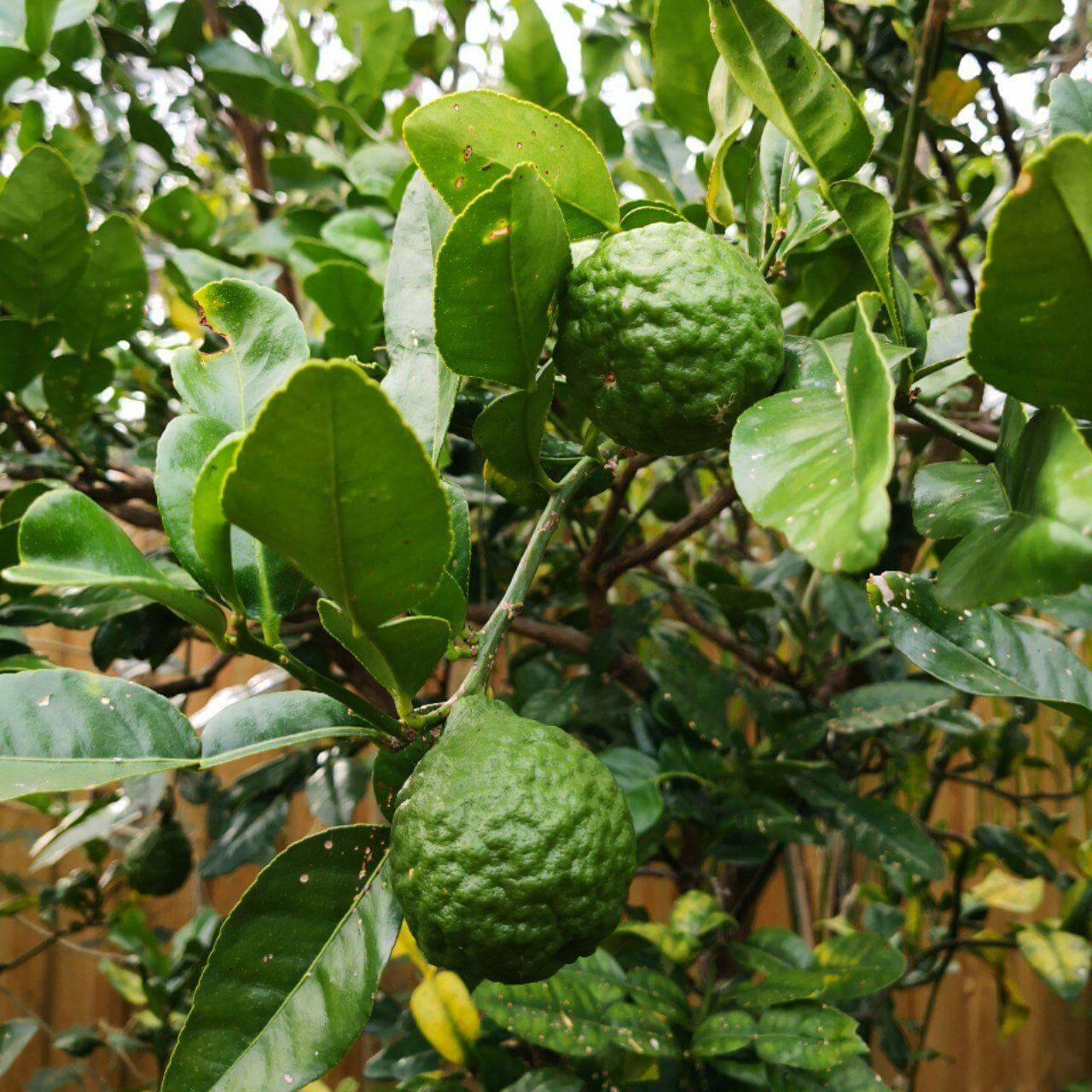 Kaffir Lime Leaf 101: Easy Recipes & Zesty Flavor