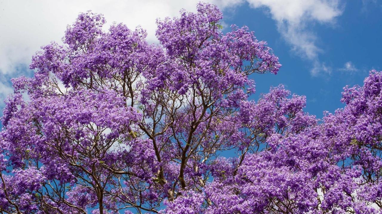 Jacaranda Tree Care: Cultivate & Maintain This Beauty