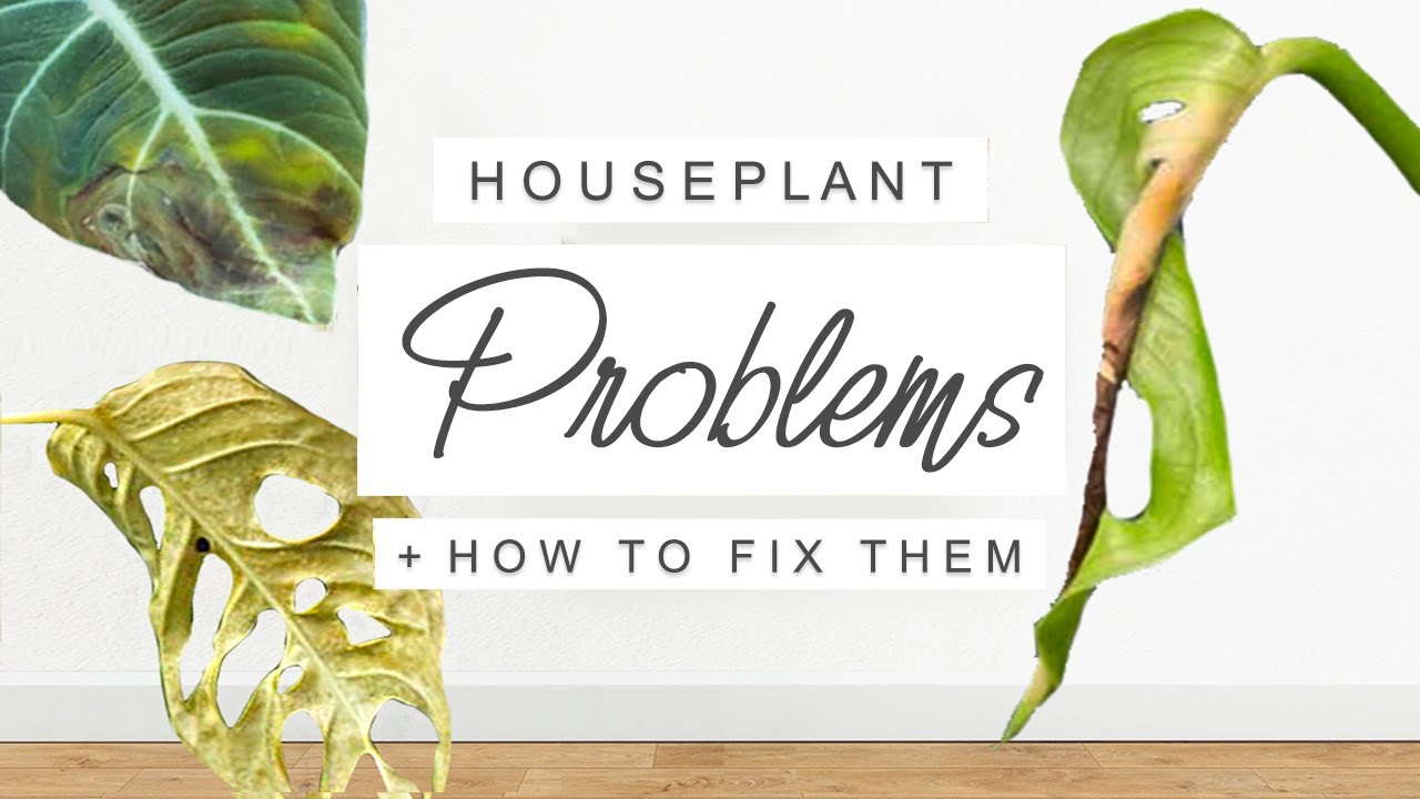 The Most Common Problems With Large Indoor Plants and How to Fix Them