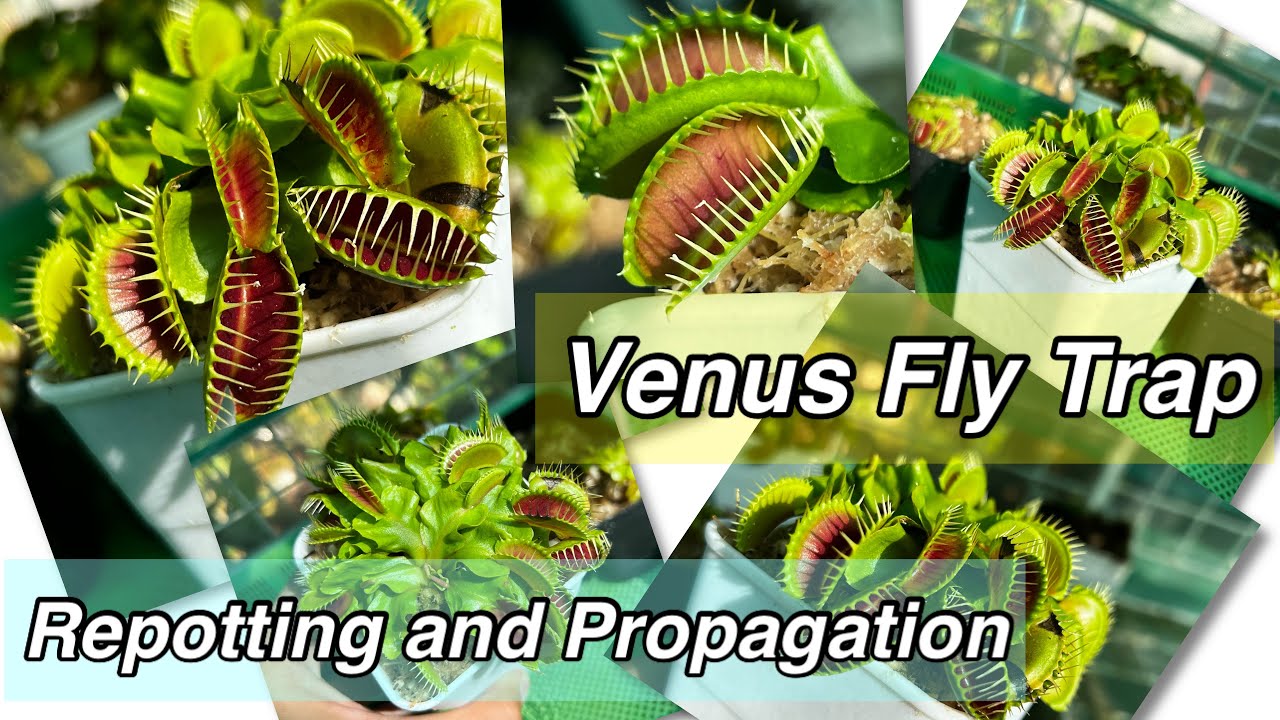 How to Easily Propagate Venus Fly Traps Indoors