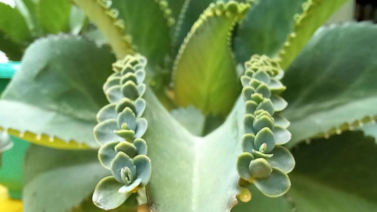 The Best Time and Techniques for Propagating Mother of Thousands