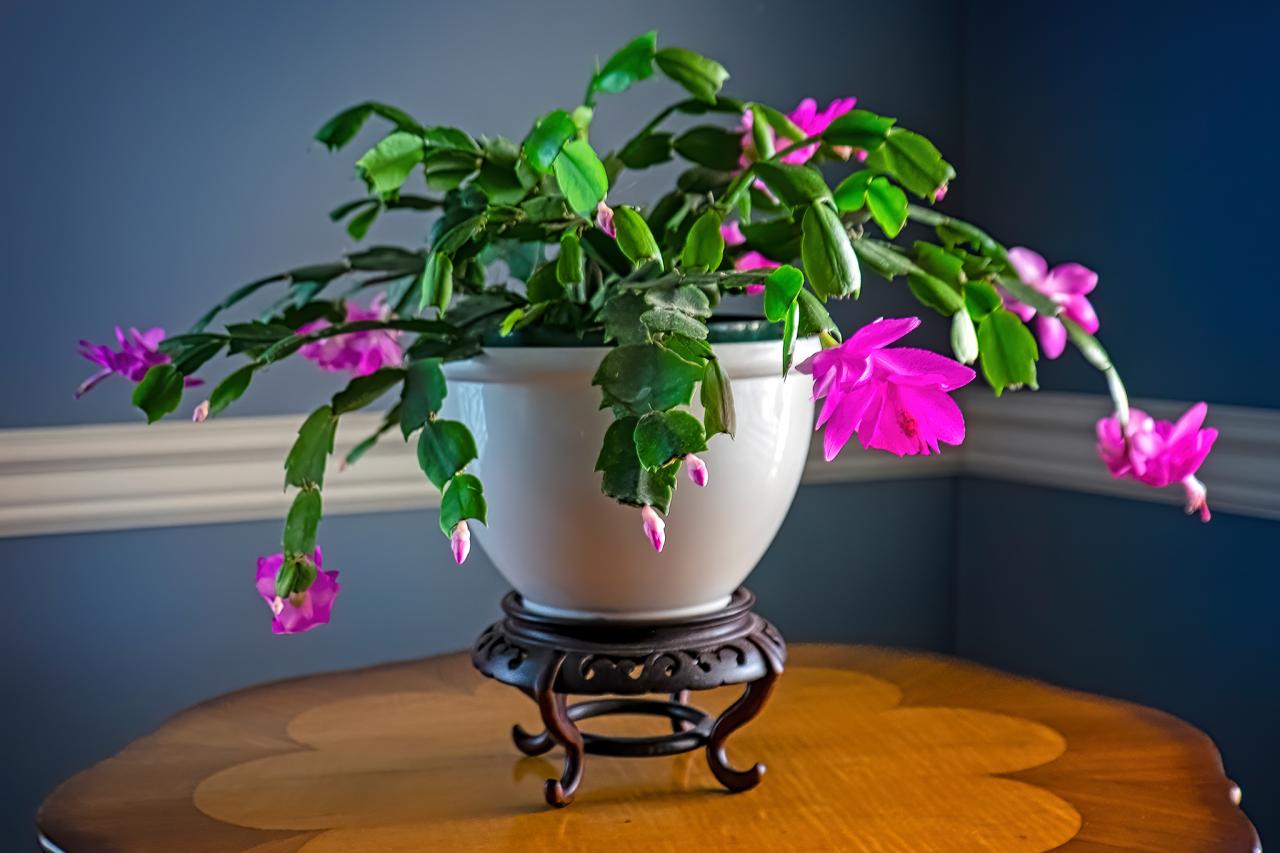 Common Houseplants That Tolerate Neglect