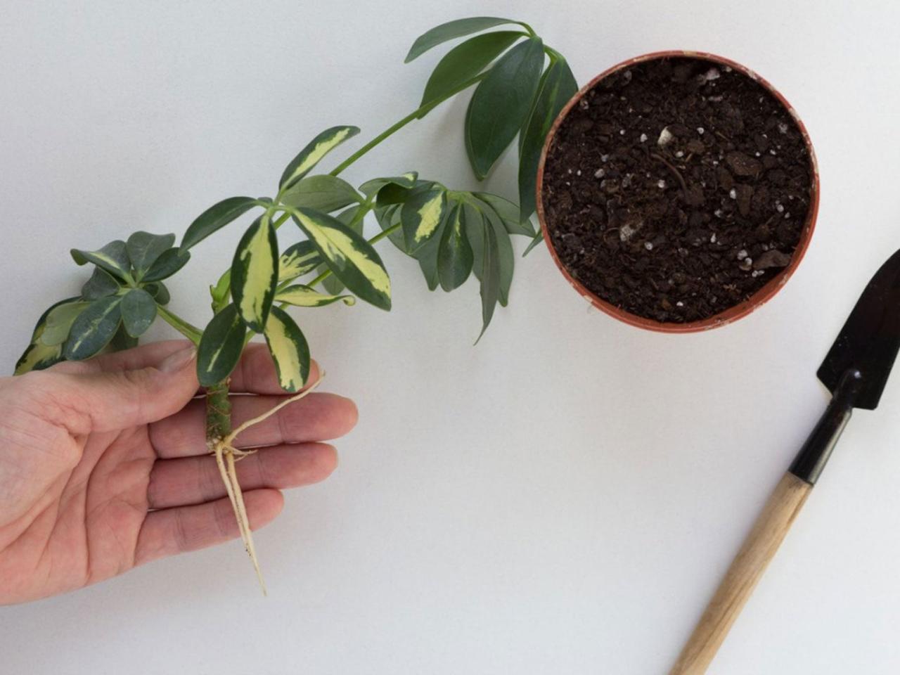 How to Ensure Effective Schefflera Propagation Every Time