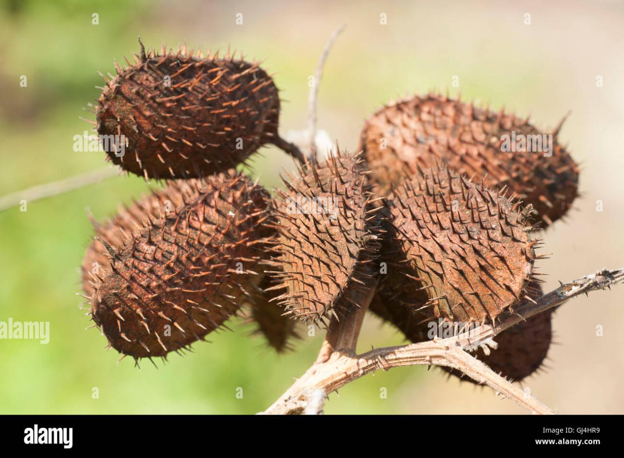 How Spiky Seeds Can Help Save Endangered Plant Species